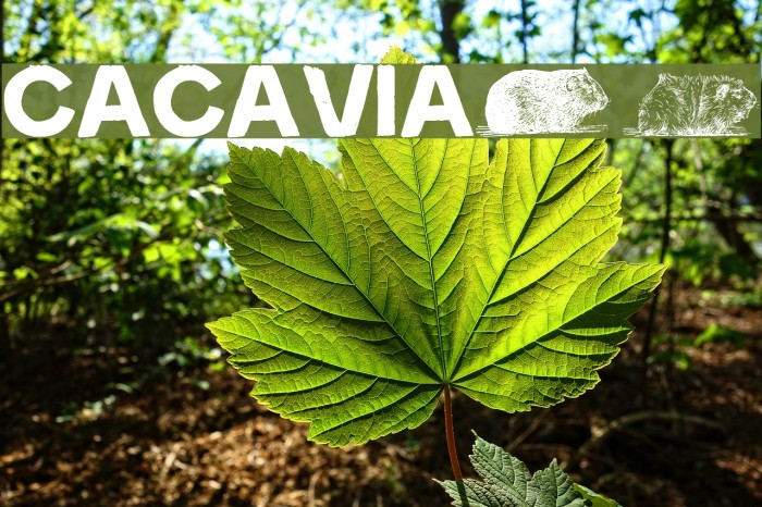 cacavia01 Font examples