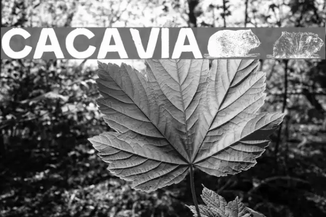 cacavia01 フォント examples