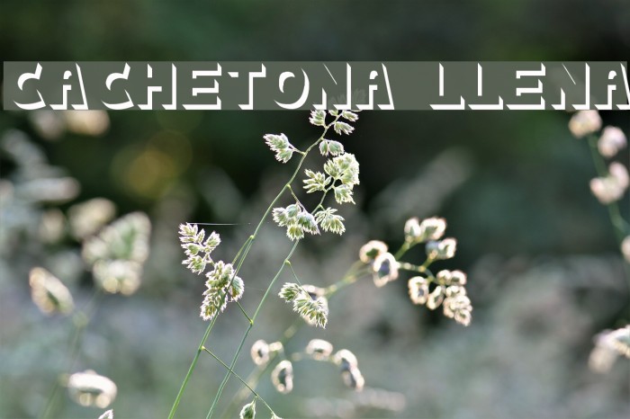 cachetona llena フォント examples