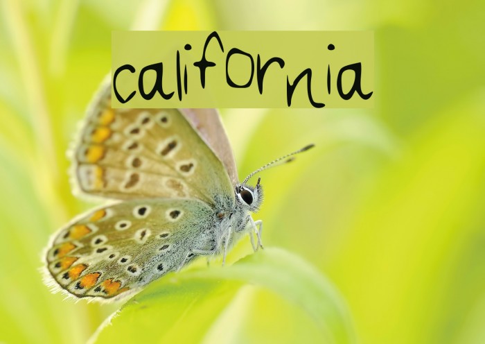 california Font examples