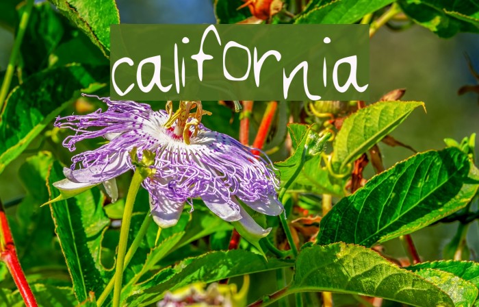 california Font examples
