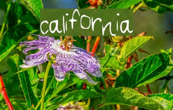 california Example 3