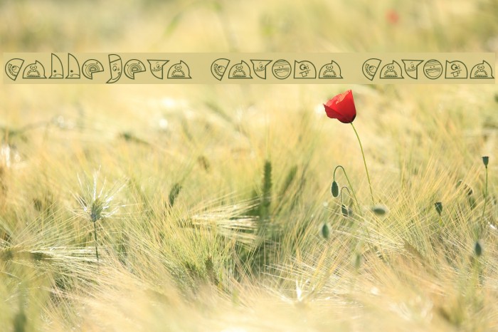 callejera carona carona Font examples