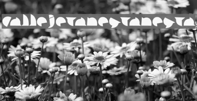 callejeranegra-negra Font examples