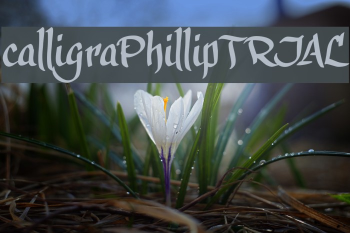 calligraPhillip_TRIAL Example 2