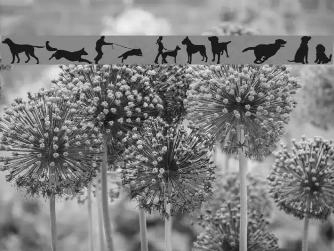 can dog tfb Font examples