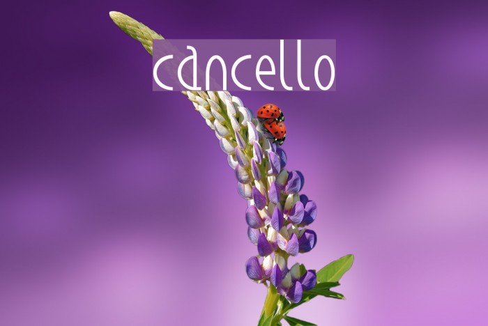cancello Font examples