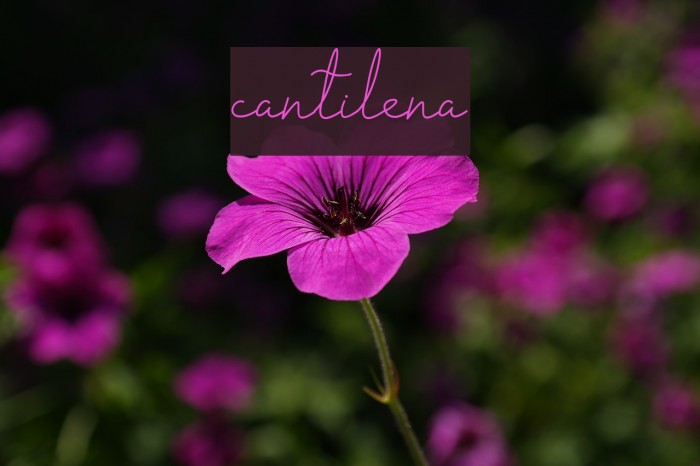 cantilena Example 1