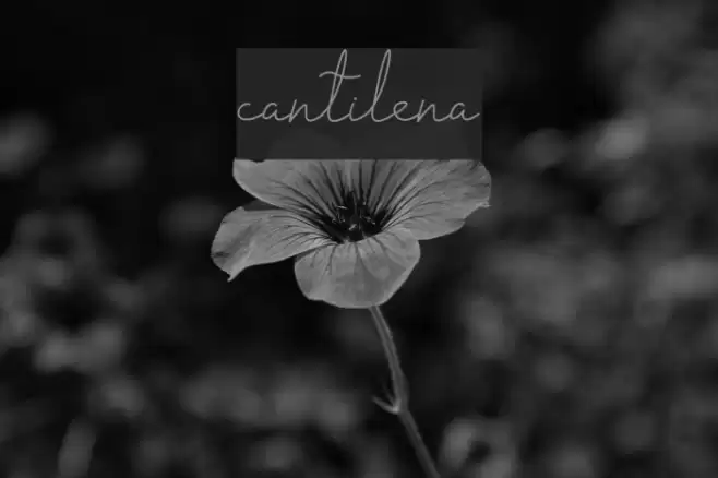 cantilena Font examples