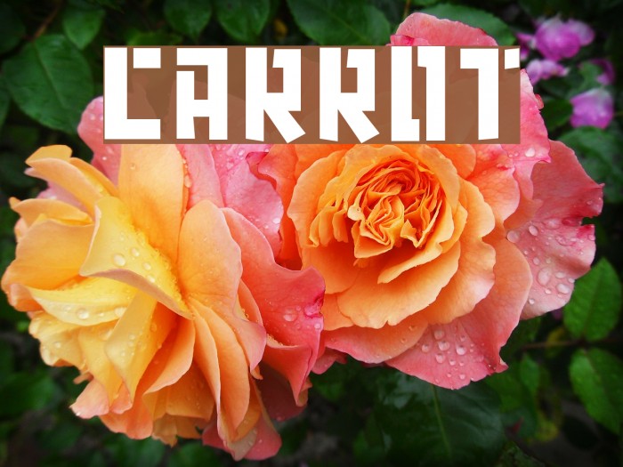 carrot Font examples