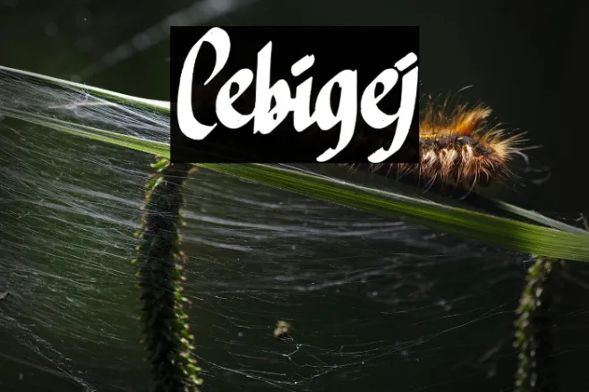 Cebigej Example 3