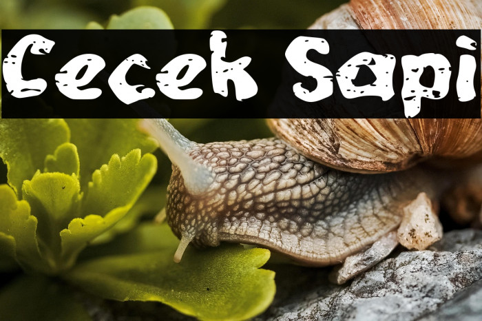 Cecek Sapi Example 3