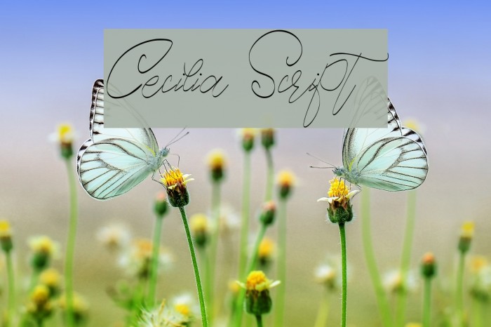 Cecilia Script Font examples
