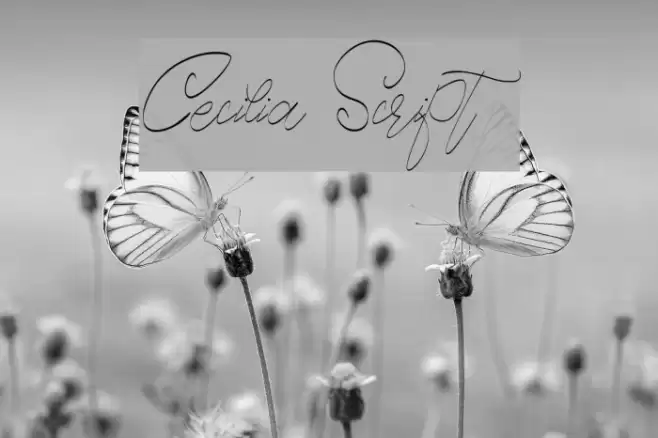 Cecilia Script Font examples
