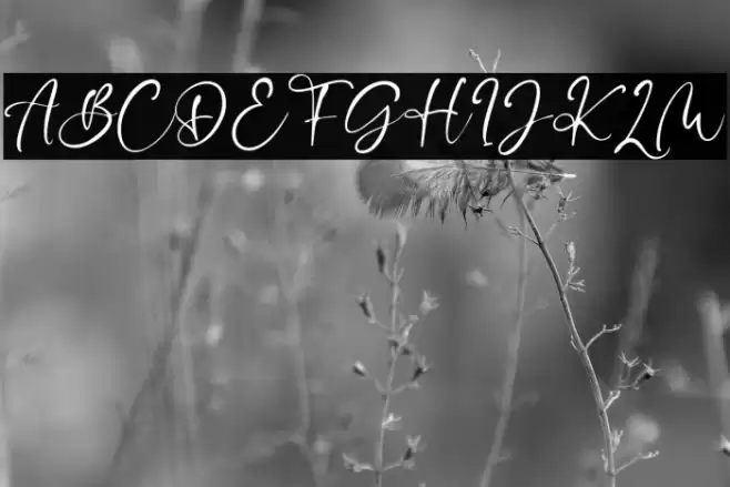 Cecillia 字体 examples