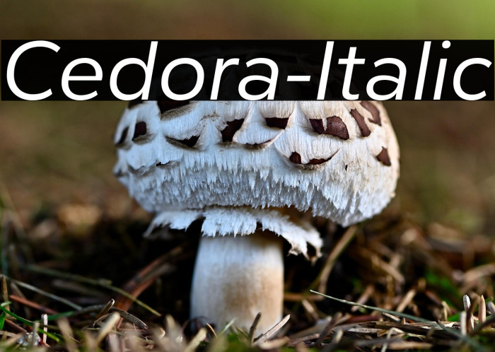 Cedora-Italic Example 3