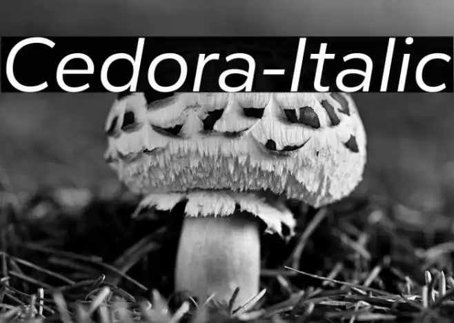 Cedora-Italic Font examples