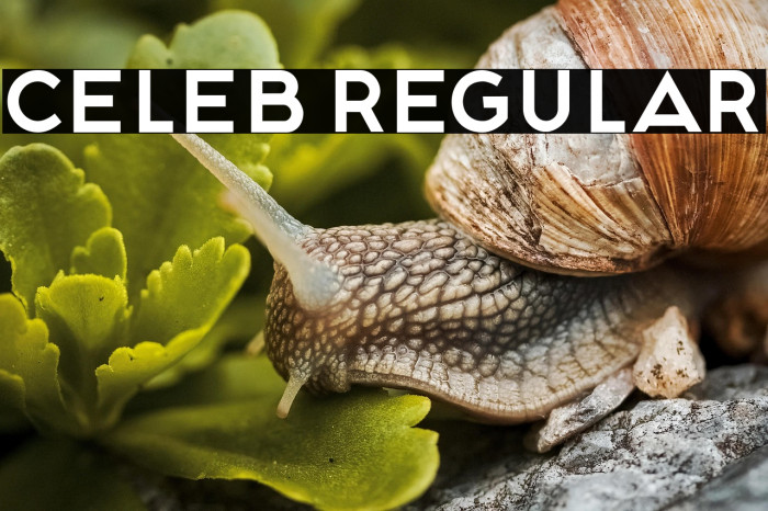 Celeb Regular Example 3