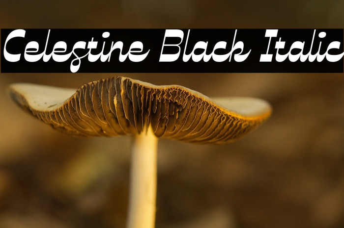 Celestine Black Italic Example 2