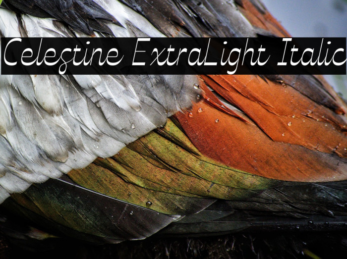 Celestine ExtraLight Italic Example 1