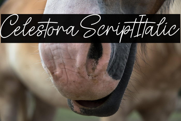Celestora Script Italic Example 3