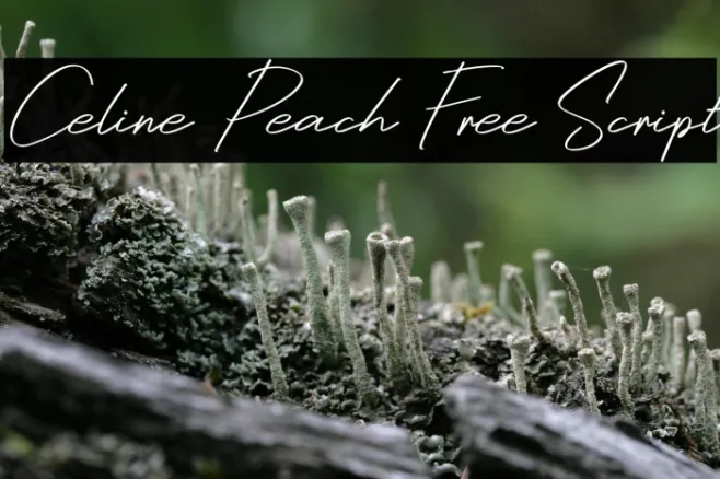Celine Peach Free Script Example 1