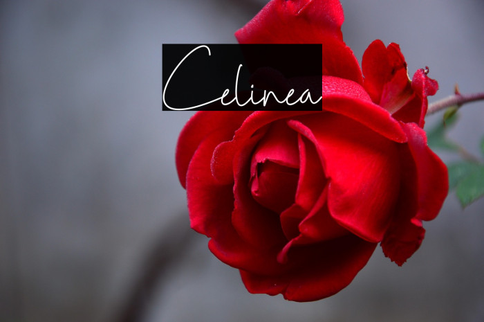 Celinea Example 2
