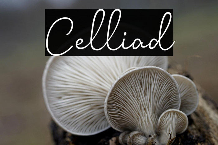 Celliad Example 3