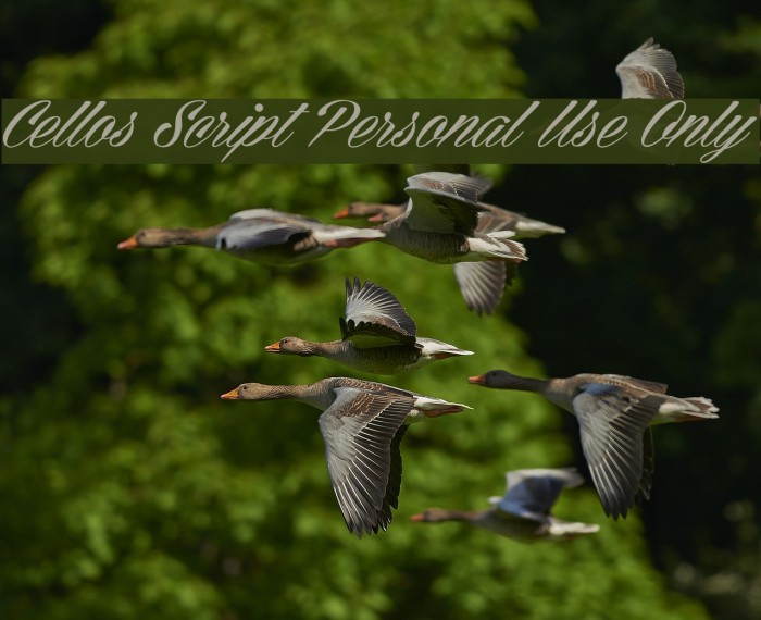 Cellos Script Personal Use Only Font examples