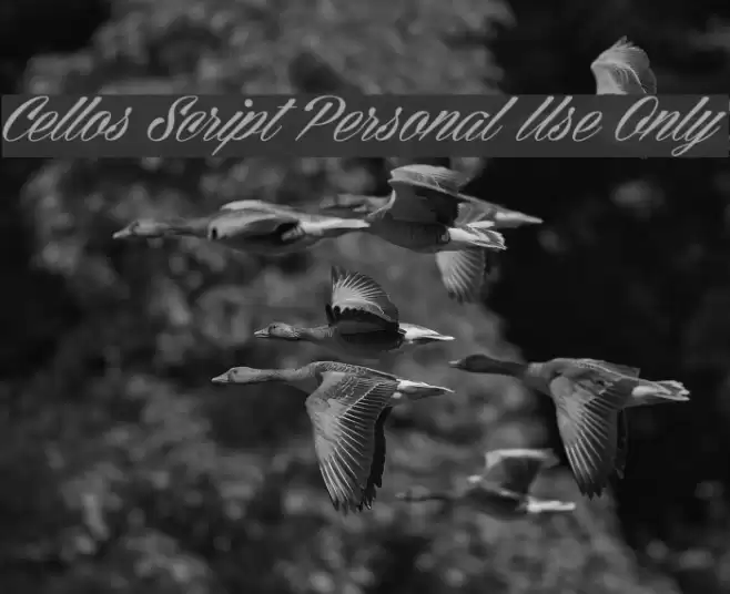 Cellos Script Personal Use Only Font examples