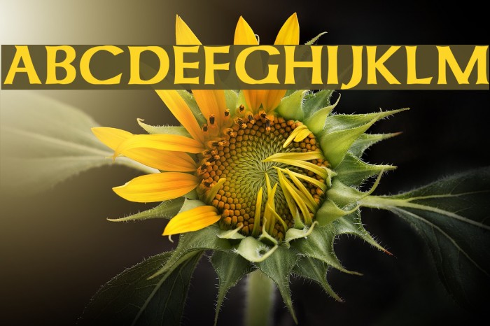 Celtic Bold Font examples