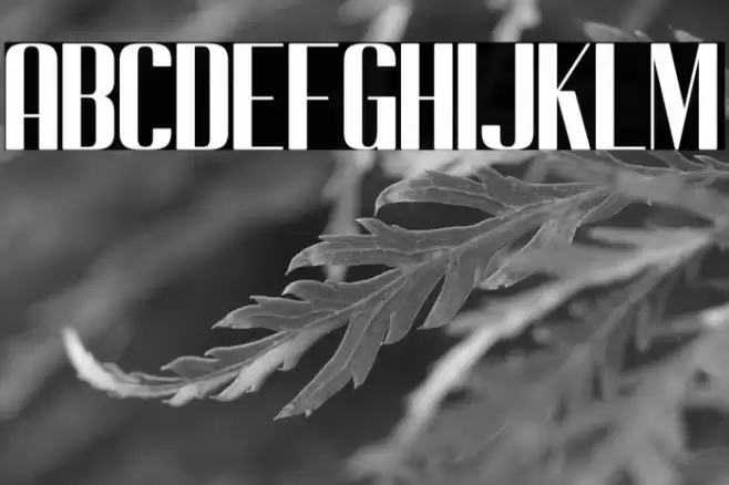 Cempe west Font examples