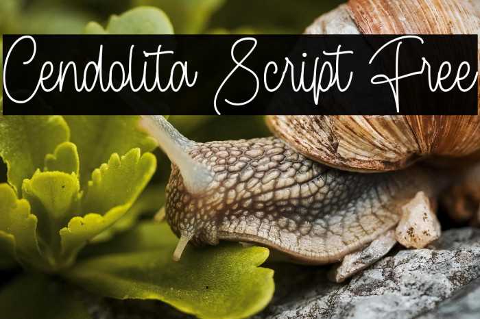 Cendolita Script Free Example 1