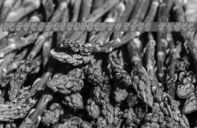 CentennialScriptFancy Three フォント examples