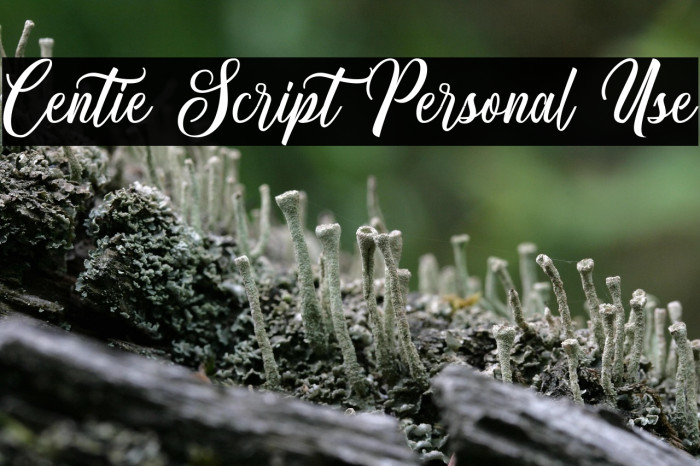 Centie Script Personal Use Example 3