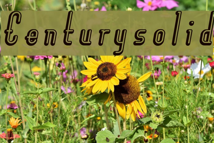 Centurysolid Example 2