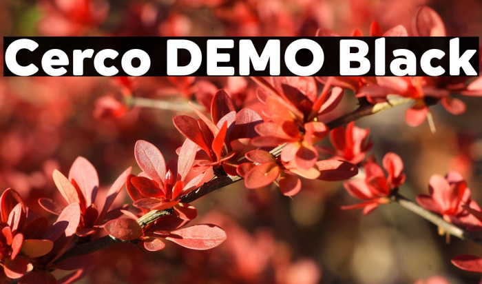 Cerco DEMO Black Example 3