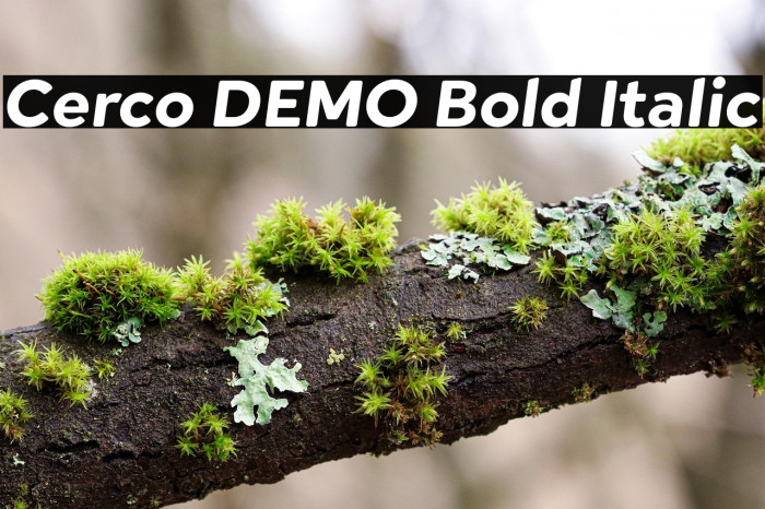 Cerco DEMO Bold Italic Example 2