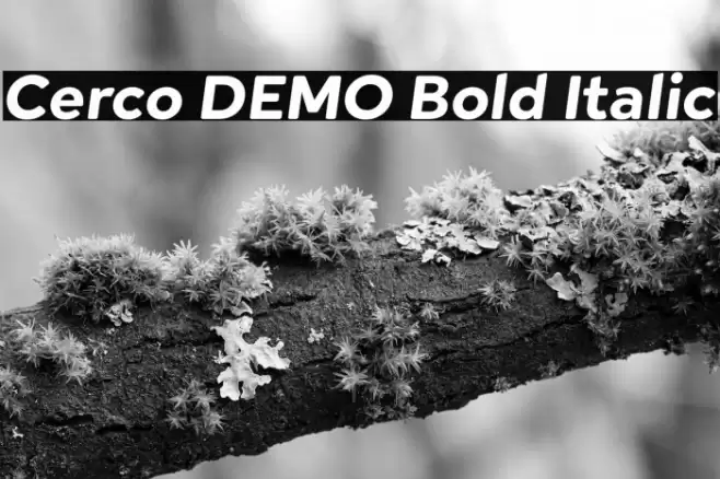 Cerco DEMO Bold Italic Font examples