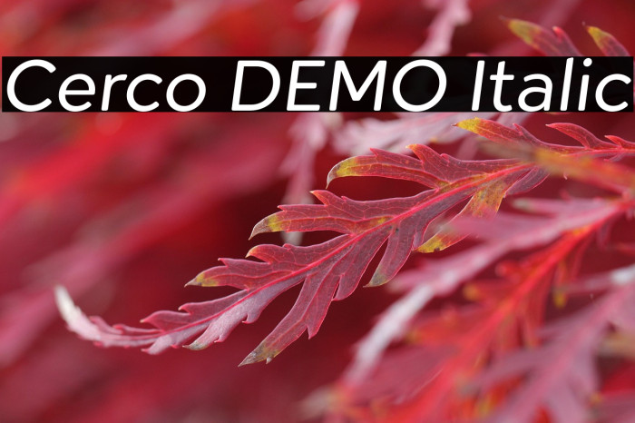 Cerco DEMO Italic Example 2