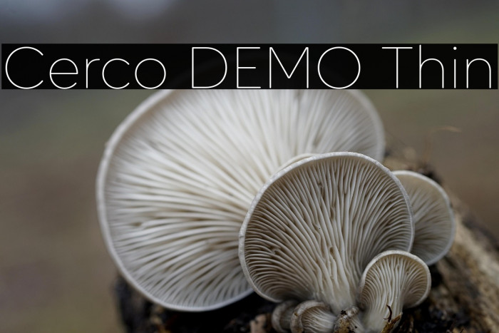 Cerco DEMO Thin Example 2