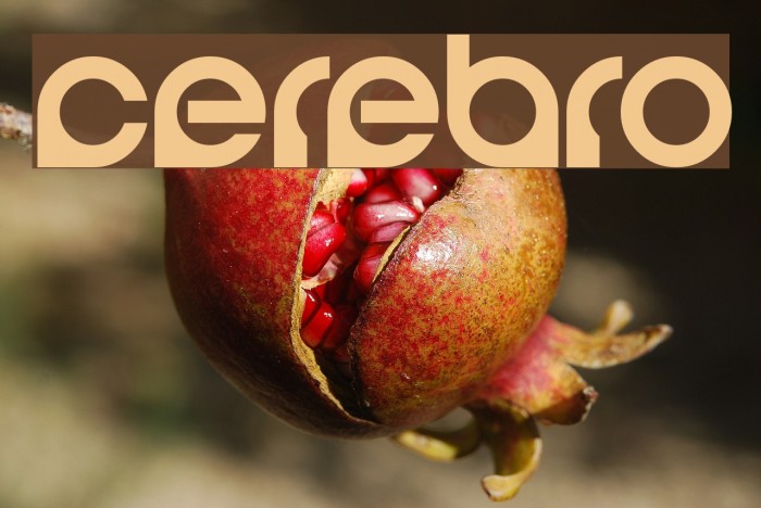 Cerebro Font examples
