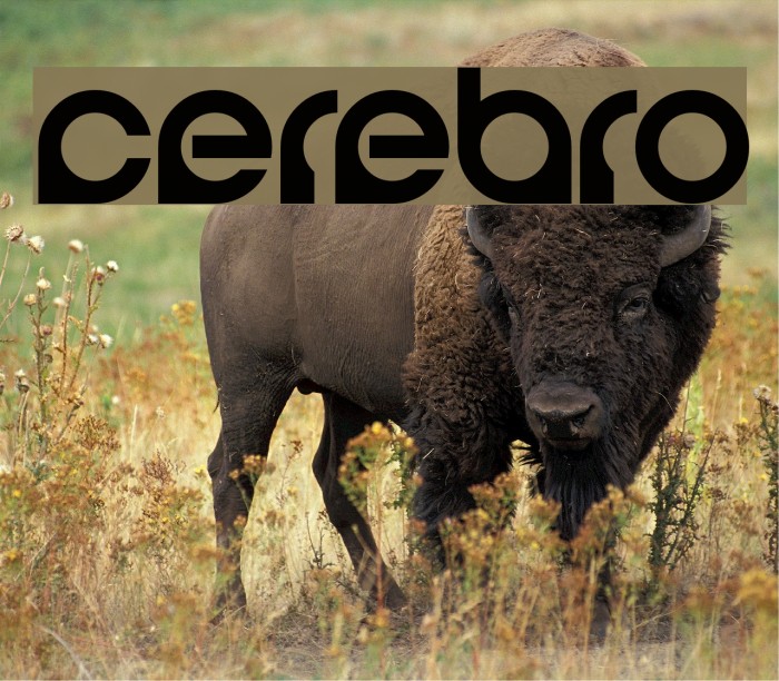 Cerebro Font examples