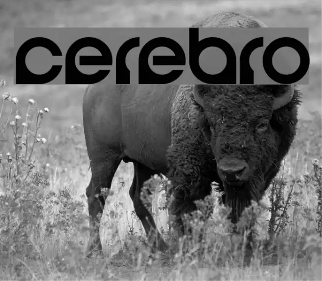 Cerebro Font examples