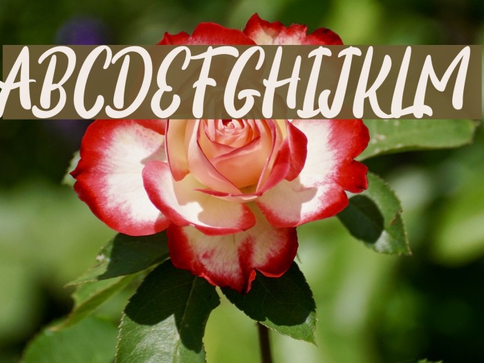 Certhas Font examples