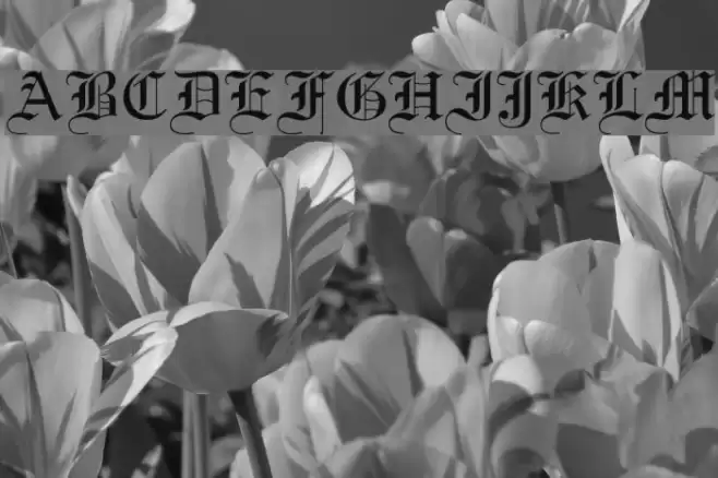 Certificate Font examples