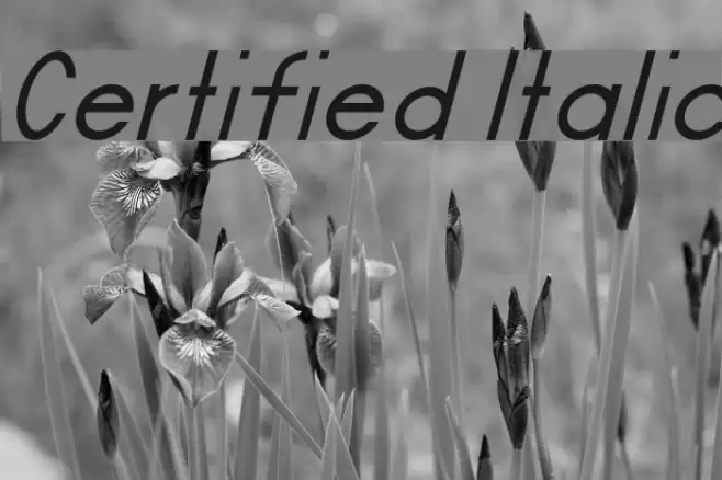 Certified Italic Font examples