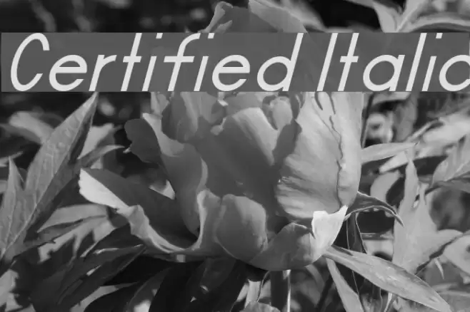 Certified Italic Font examples