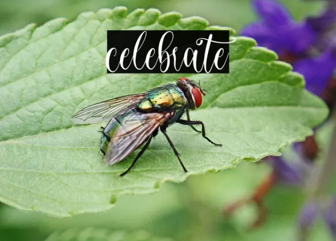 celebrate Example 1