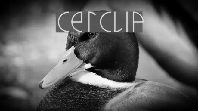 cerclip Font examples